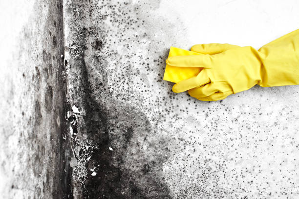 Best Certified Mold Removal  in Bannockburn, IL