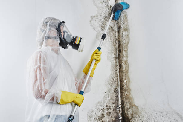Best Best Mold Removal Companies  in Bannockburn, IL