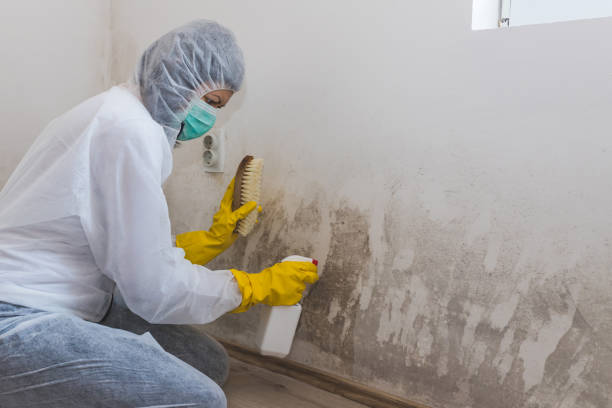 Best Attic Mold Removal  in Bannockburn, IL