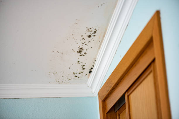 Best Toxic Mold Removal  in Bannockburn, IL