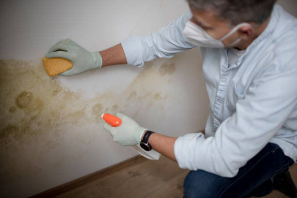 Best Commercial Mold Removal  in Bannockburn, IL