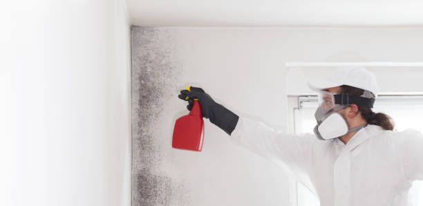Best Mold Testing and Removal  in Bannockburn, IL
