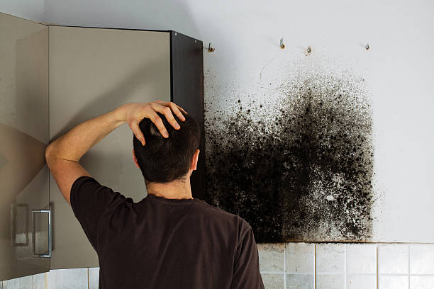 Best Mold Removal Company Near Me  in Bannockburn, IL