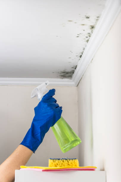 Best Mold Remediation  in Bannockburn, IL