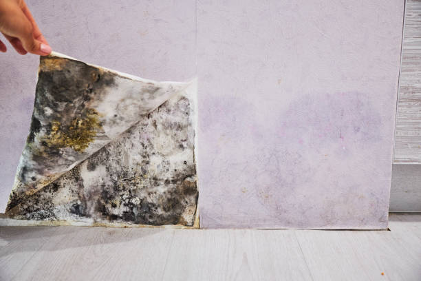 Best Mold Cleaning Services  in Bannockburn, IL